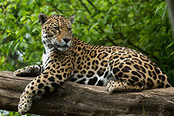 Snow Charcoal Bengal for sale near me